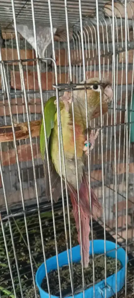 Pineplencounure
