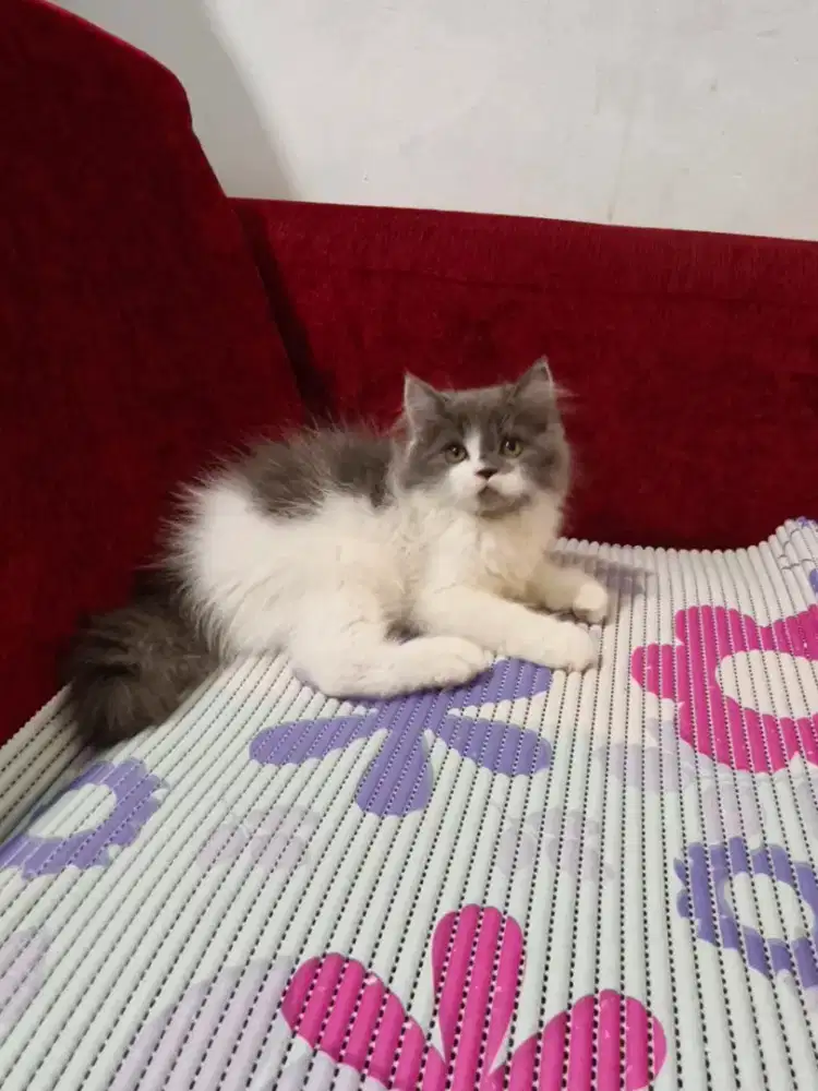 Kitten Persia jantan