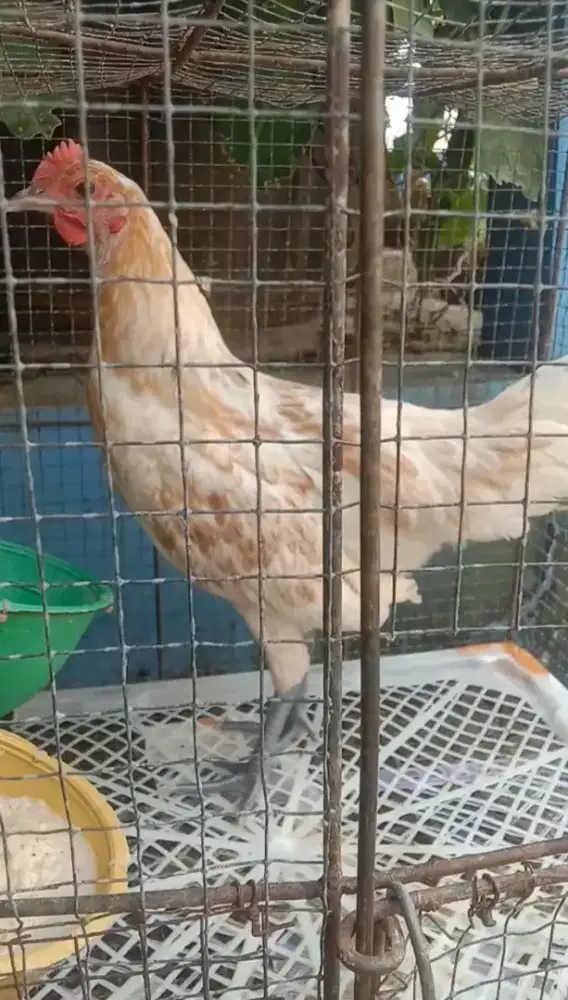 Ayam Ketawa Betina Putih Maroon