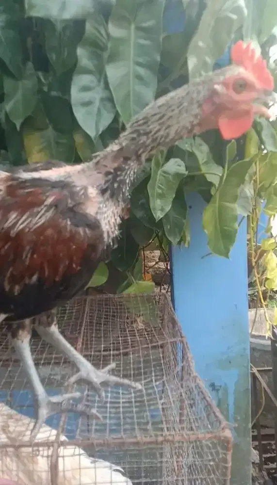 Ayam Ketawa Warna Jalak