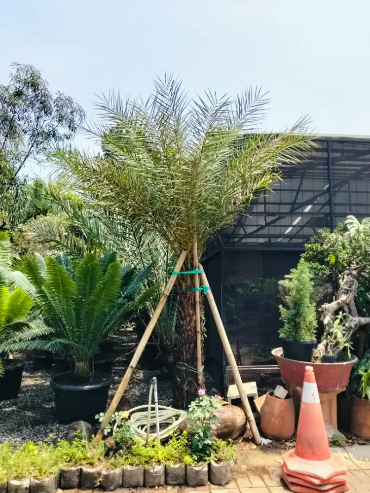 POHON PALEM KENARI