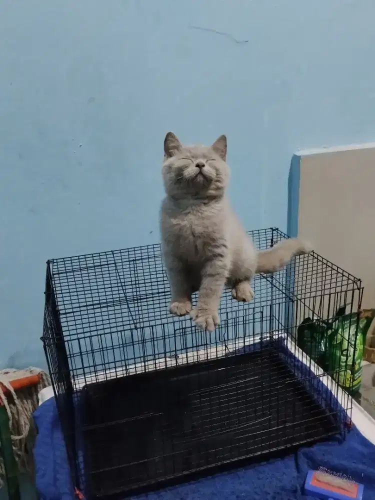 kucing kitten british shorthair betina lilac line ped