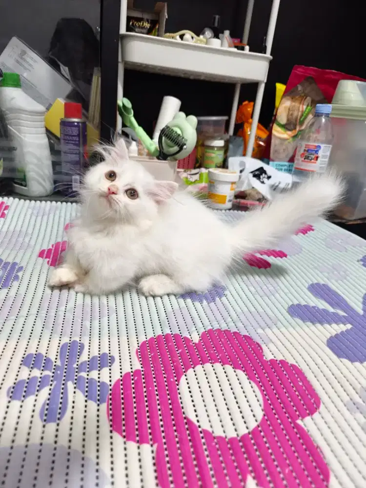 Kitten munckin jantan