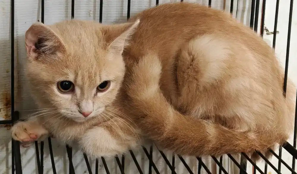 Kitten BSH Jantan