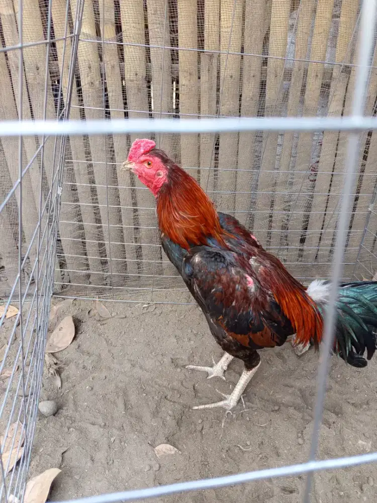 Juala Ayam pakhoy