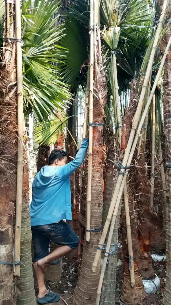 Pohon Palem sadeng