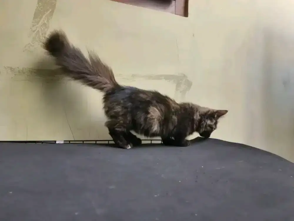 Munchkin Betina, 4bulan