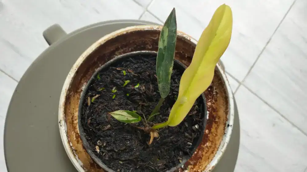 Macam-macam tanaman hias Serpong Tangerang
