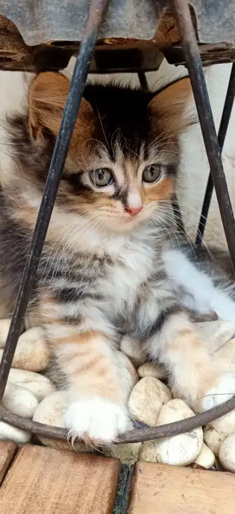 Kitten persia bulu panjang lembut