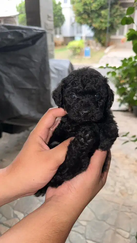 Anjing Toy Poodle - Full Black - 2 Bulan - Betina