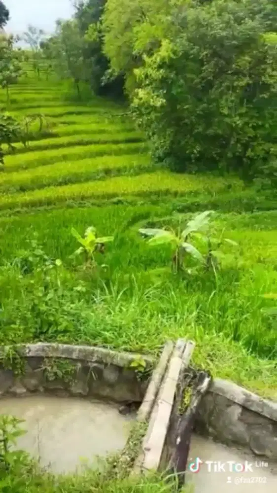 Dijual Sawah di Ngariboyo Magetan JAWA TIMUR
