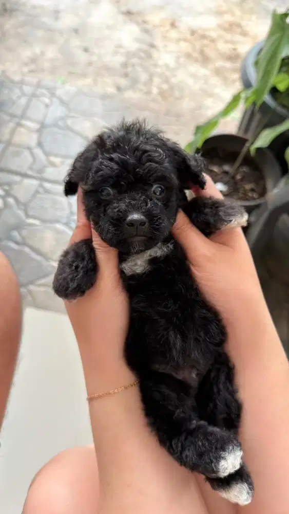 Anjing Toy Poodle - Black & White - 2 Bulan - Jantan