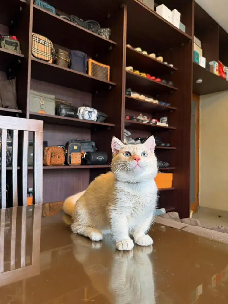 Kucing Munchkin British RED POINT MALE BSH SF