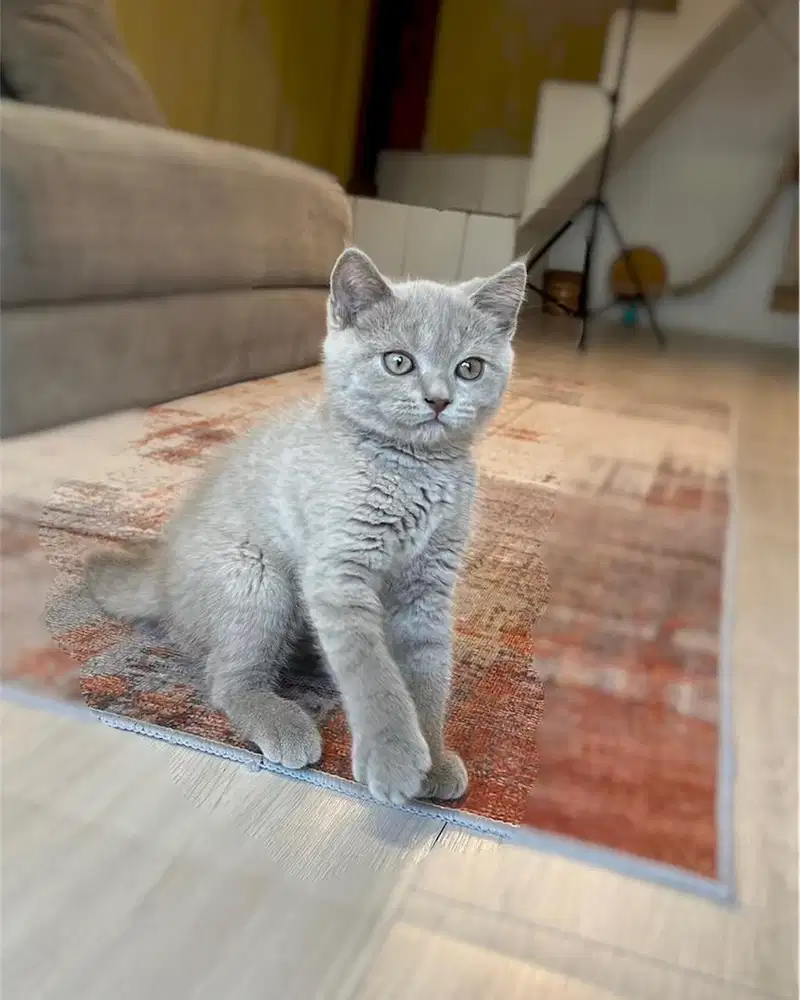 Kucing british shorthair bsh lilac