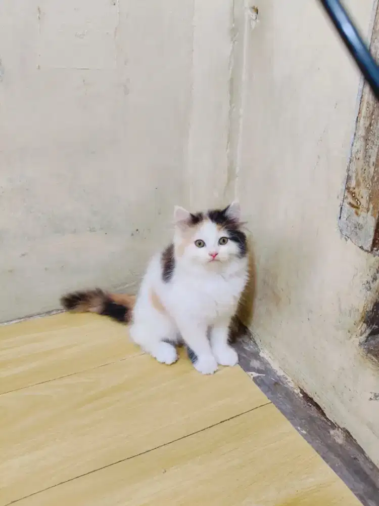 Kucing Persia medium