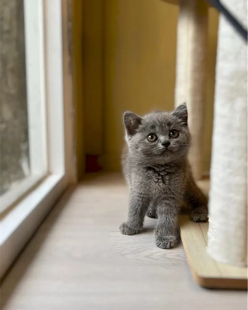 Kucing british shorthair bsh blue solid