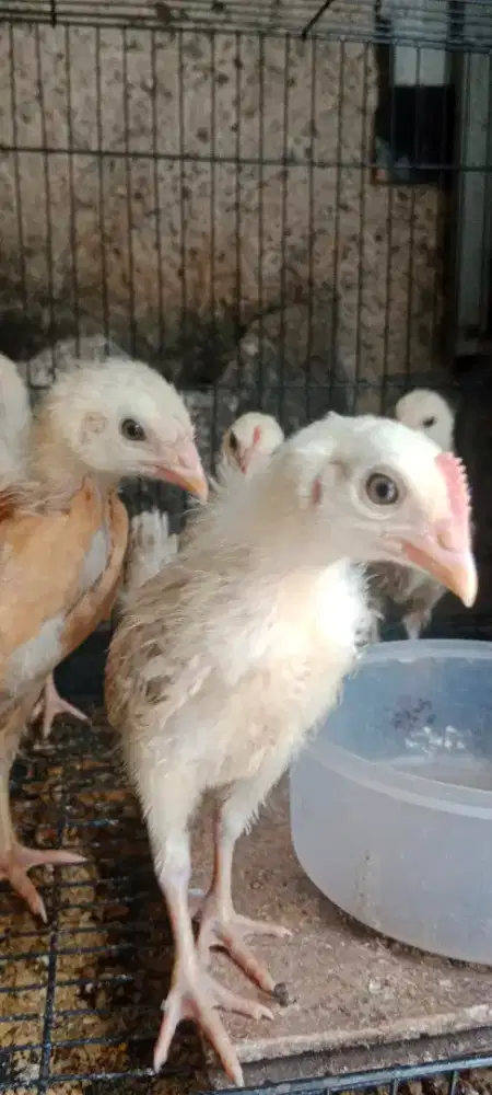 Pitik Ayam Elba