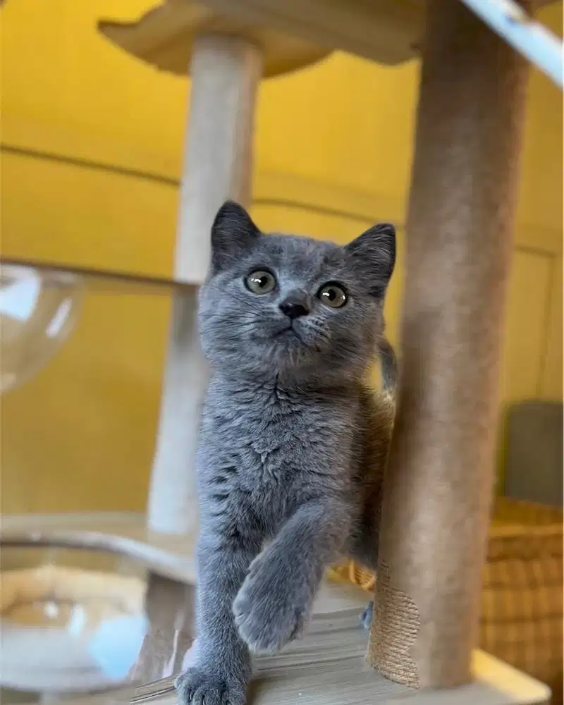 Kucing british shorthair bsh blue solid
