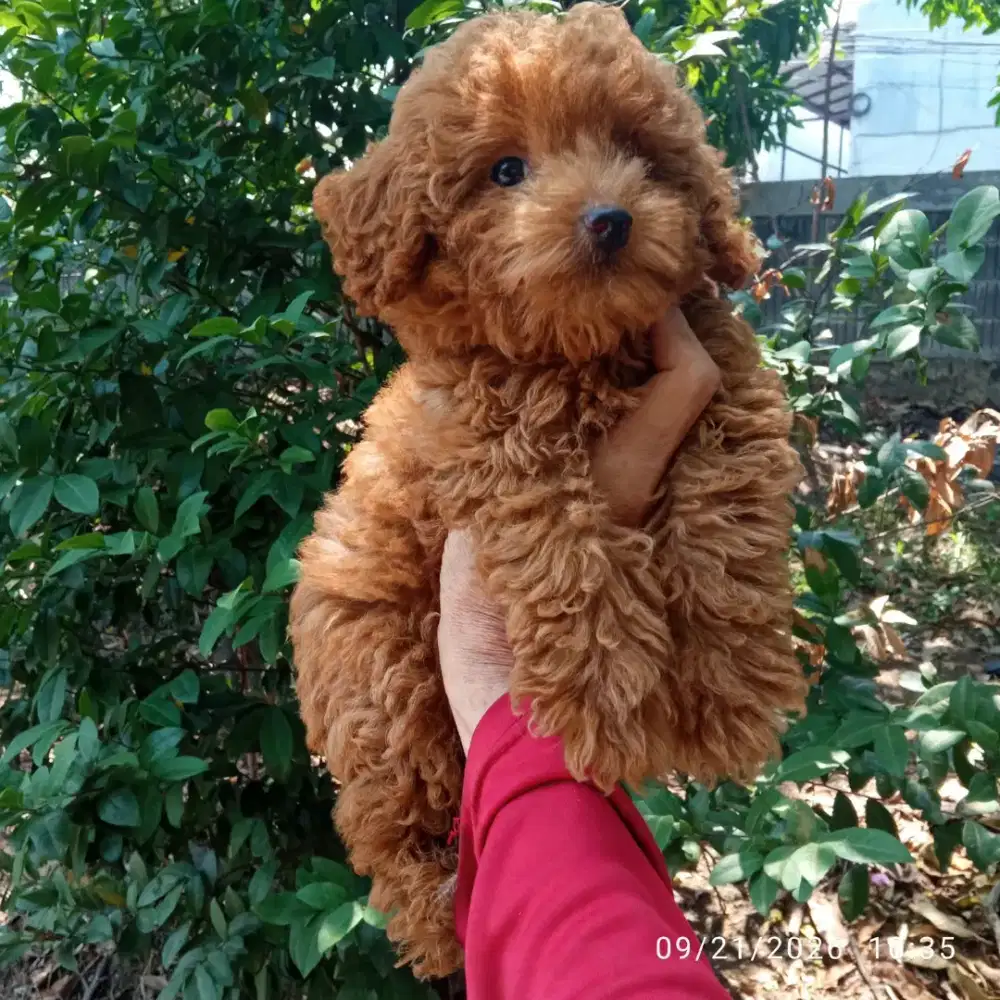 Red tiny toy poodle jantan