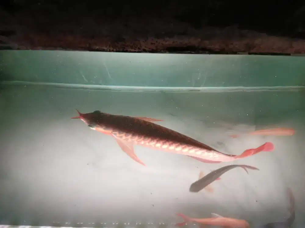 Arwana super red ITL
