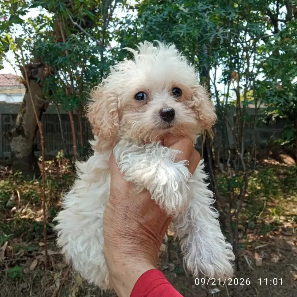 Tiny toy poodle betina