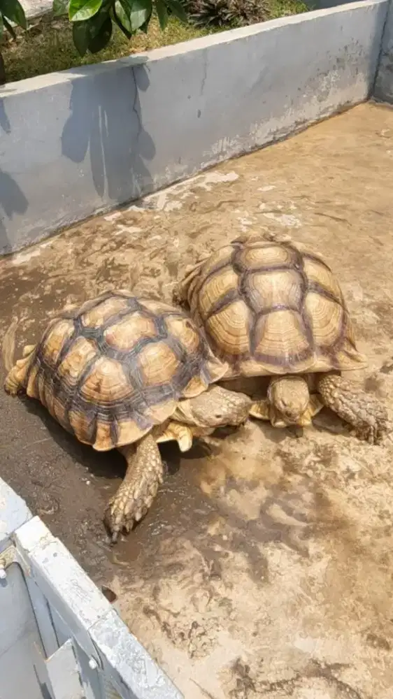 Kura sulcata 81cm & 60cm