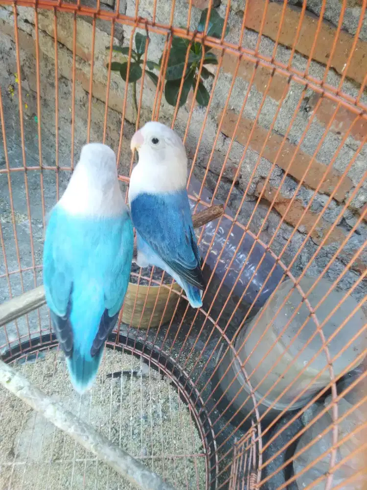 Lovebird sepasang dewasa