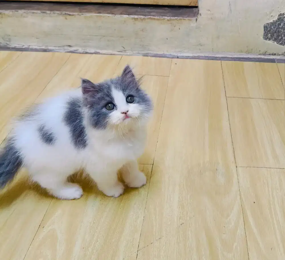 Persia flatnose abu putih