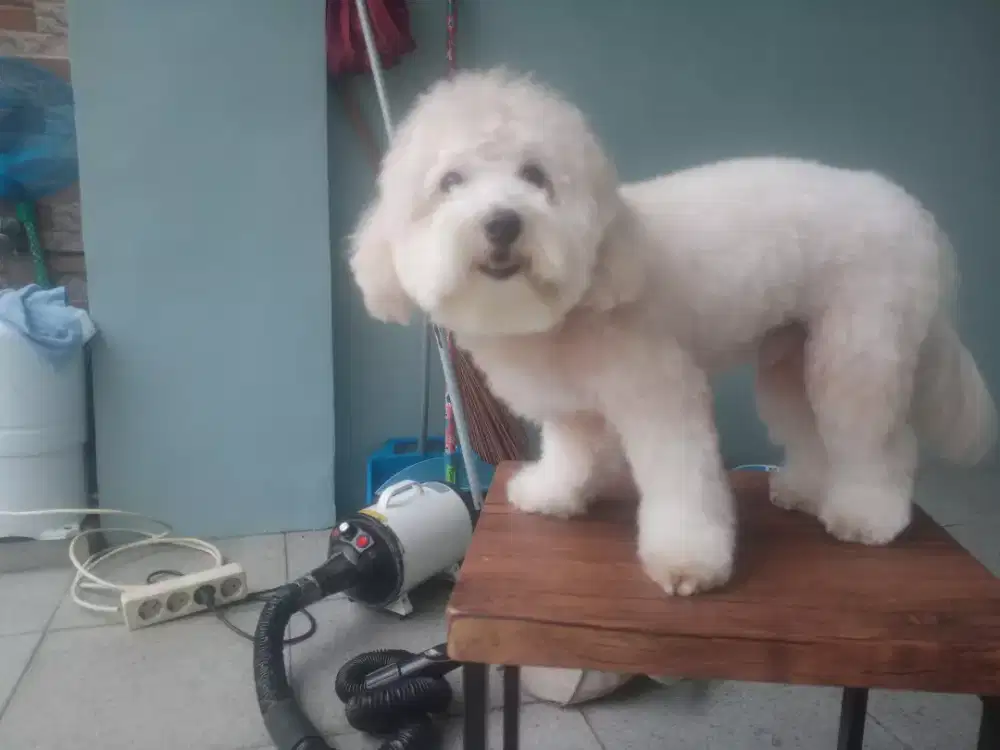 Grooming home service