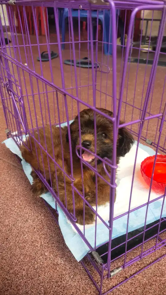 Shipoo betina cebol