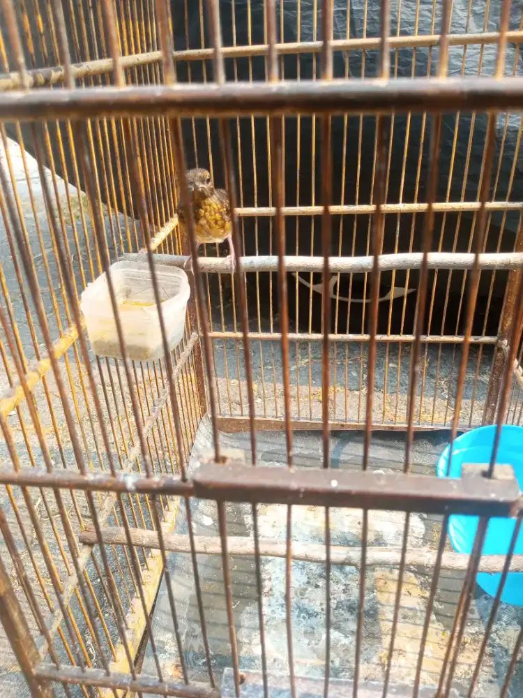 Burung Murai Batu Medan Trotol Fix Jantan