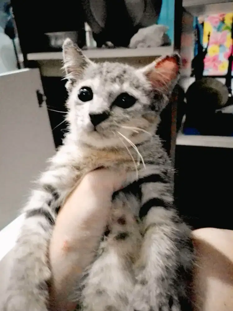 adopsi kucing kitten lucu 3 bulan