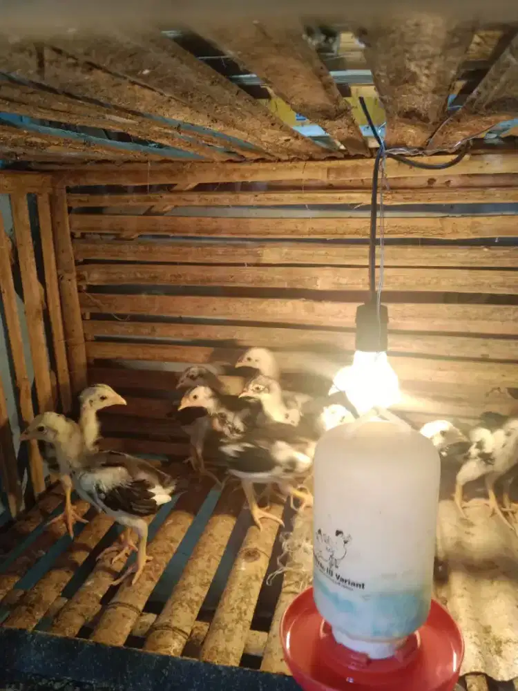 Ayam Bangkok usia 3 Minggu lebih