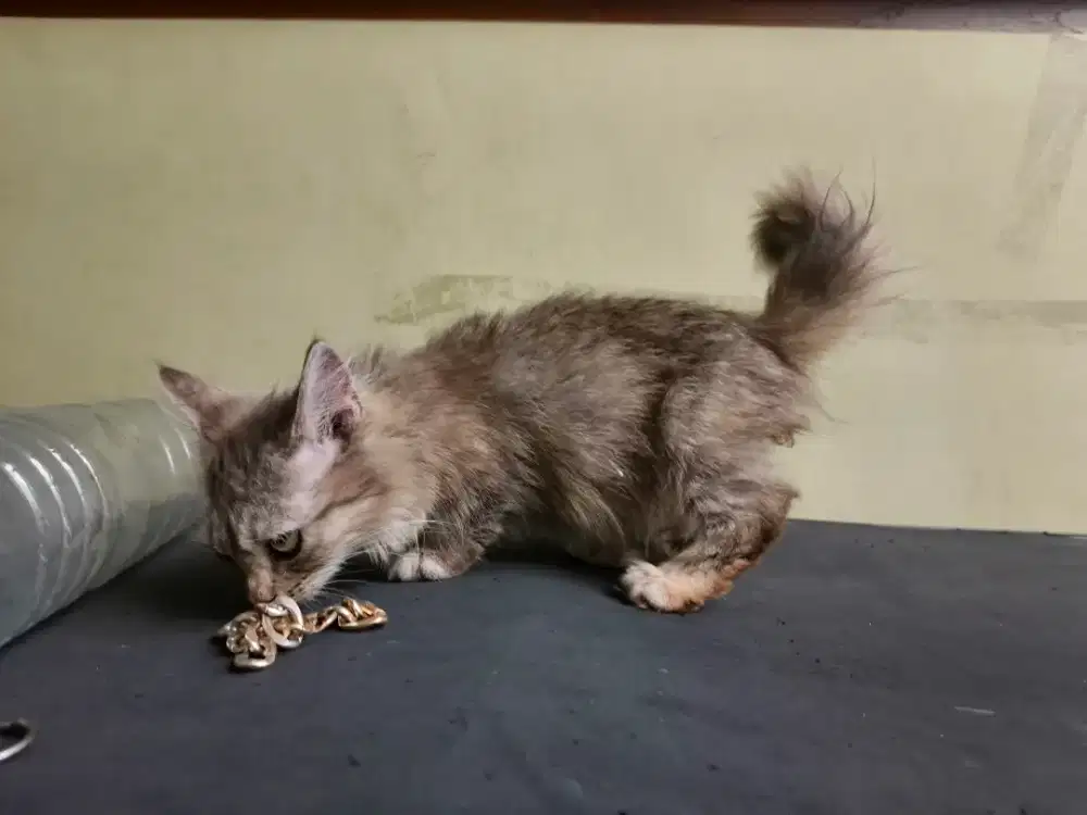 Kucing, Munchkin Betina, 4bulan