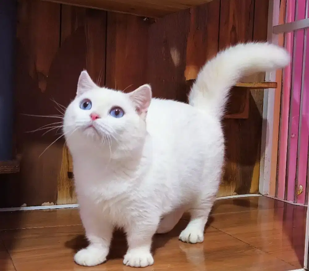 Kucing munchkin bsh white solid blue eyes jantan (sdh bisa kiw kiw)