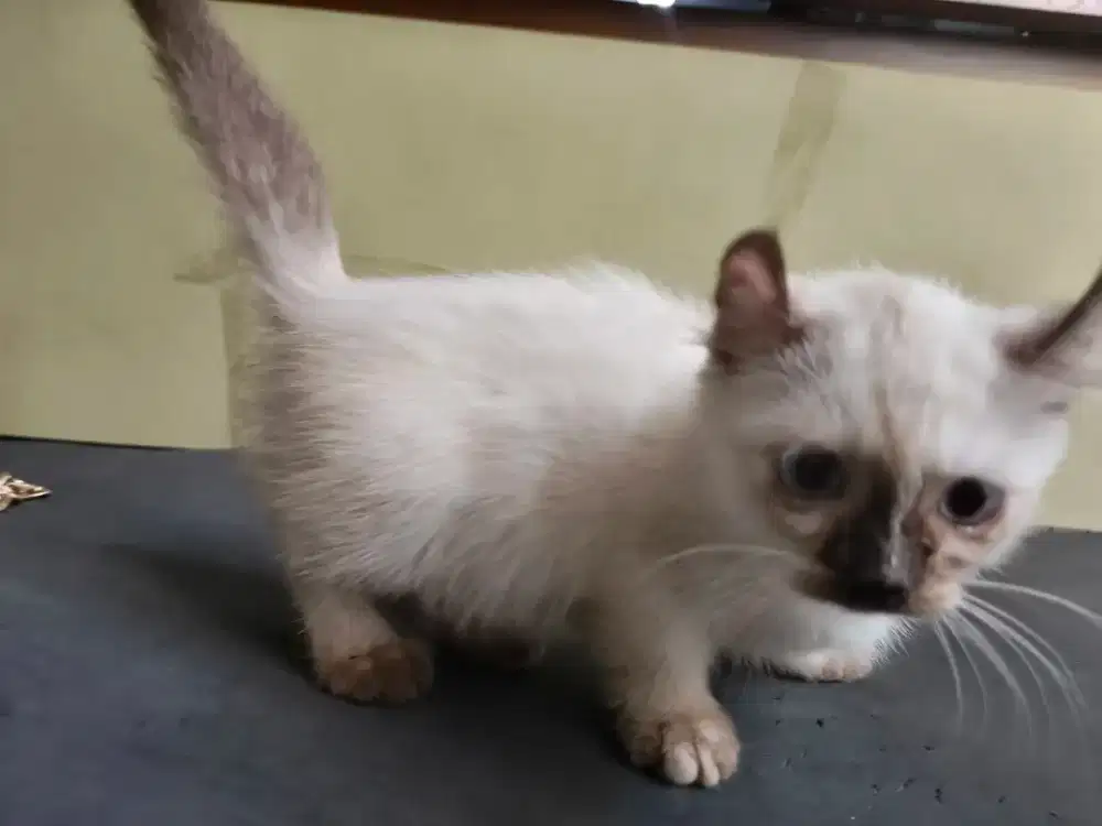 Kucing, Himalaya Munchkin Betina, 3bulan