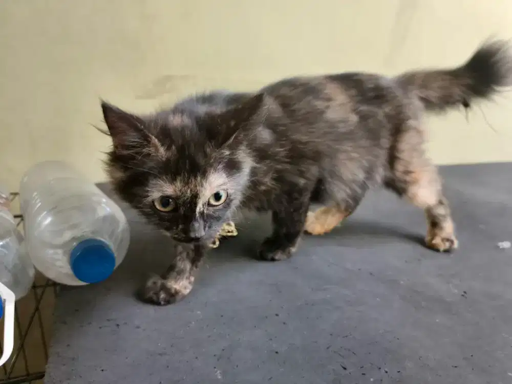 Kucing, Persia NS, 4bulan