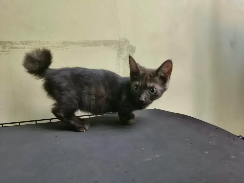 Kucing, Munchkin Jantan, 4bulan