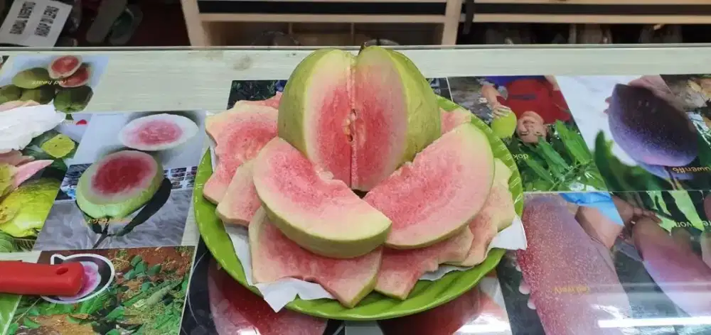 Jual bibit jambu kristal merah