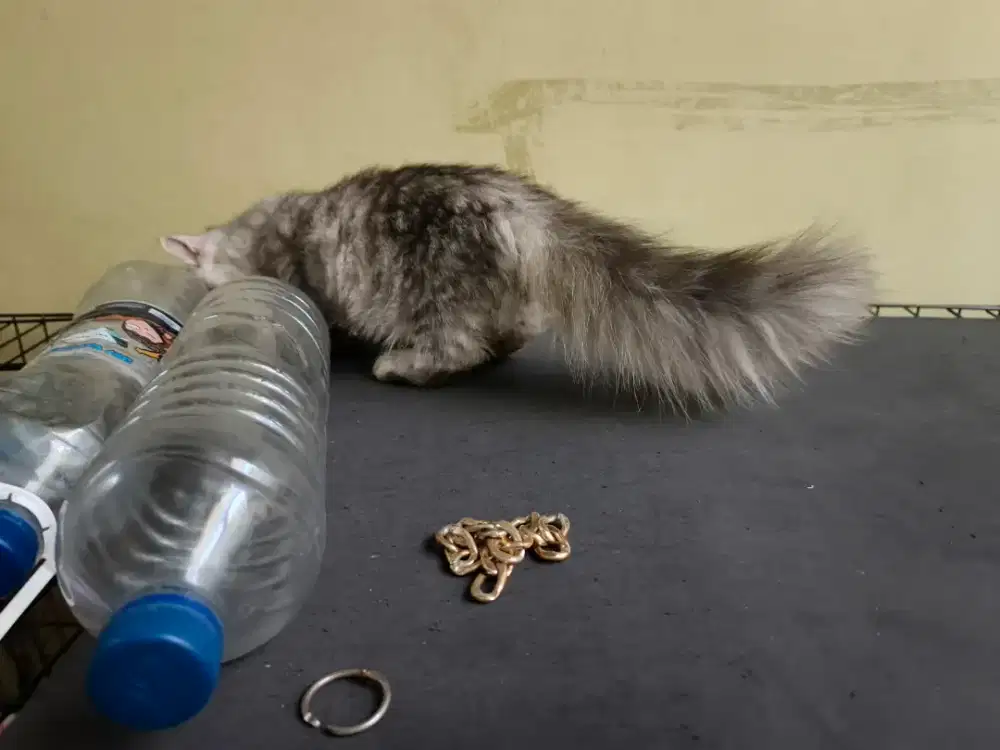 Kucing, Munchkin Kinkalow, Betina, 4bulan