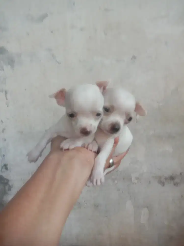 Anakan mini Chihuahua jantan 1.5 bln