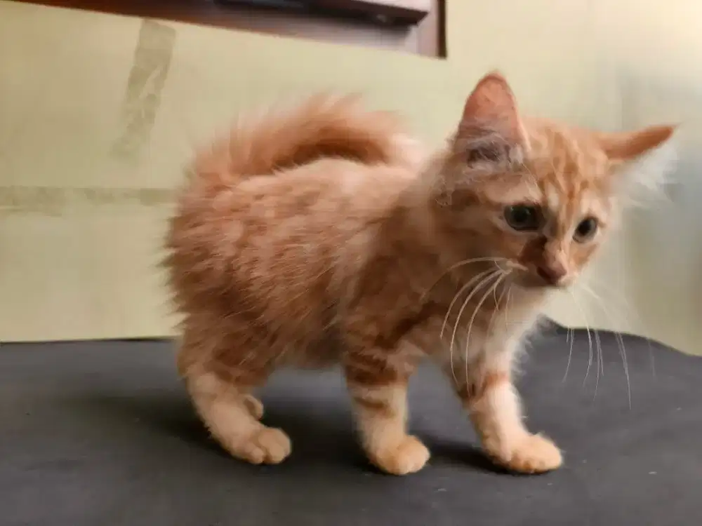 Kucing, Persia NS, Betina, 3bulan