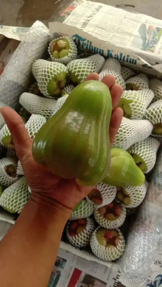 Jual bibit jambu air green Giant dan kiojok