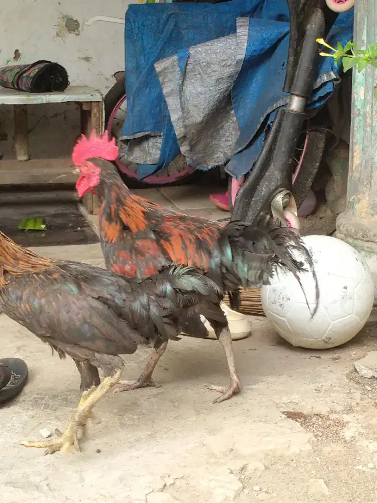 ayam kampung jago