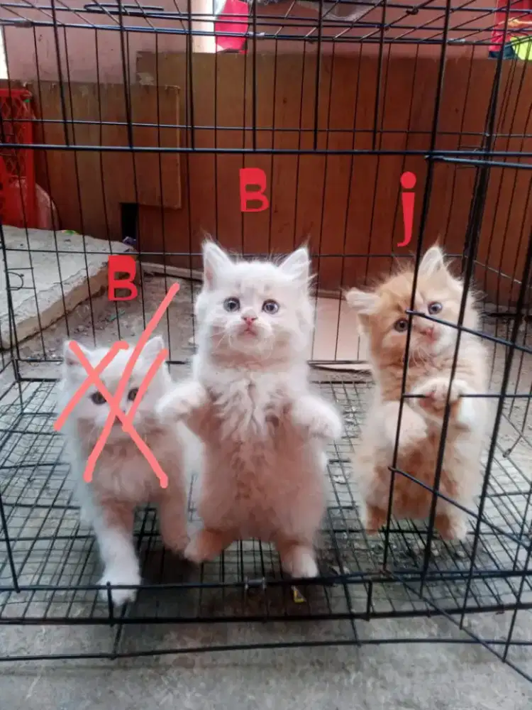 Kucing Persia medium sejodo
