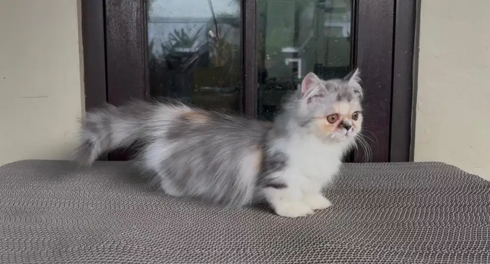 Munchkin Minuet