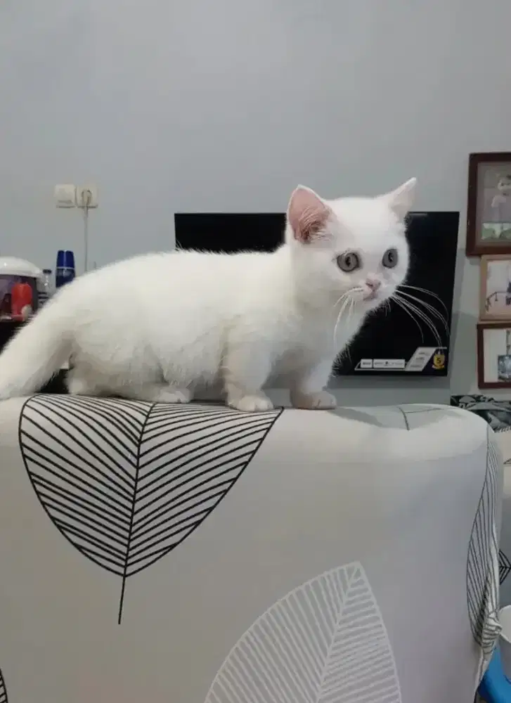 BSH MUNCHKIN WHITE SOLID