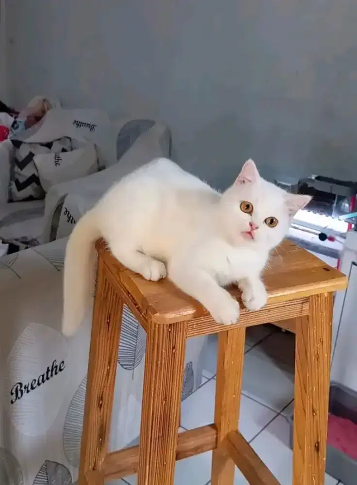BSH white solid betina 3,5 bulan