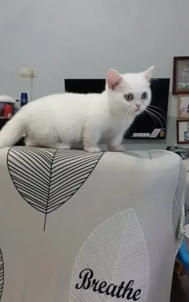 BSH Munchkin white solid betina 3 bulan