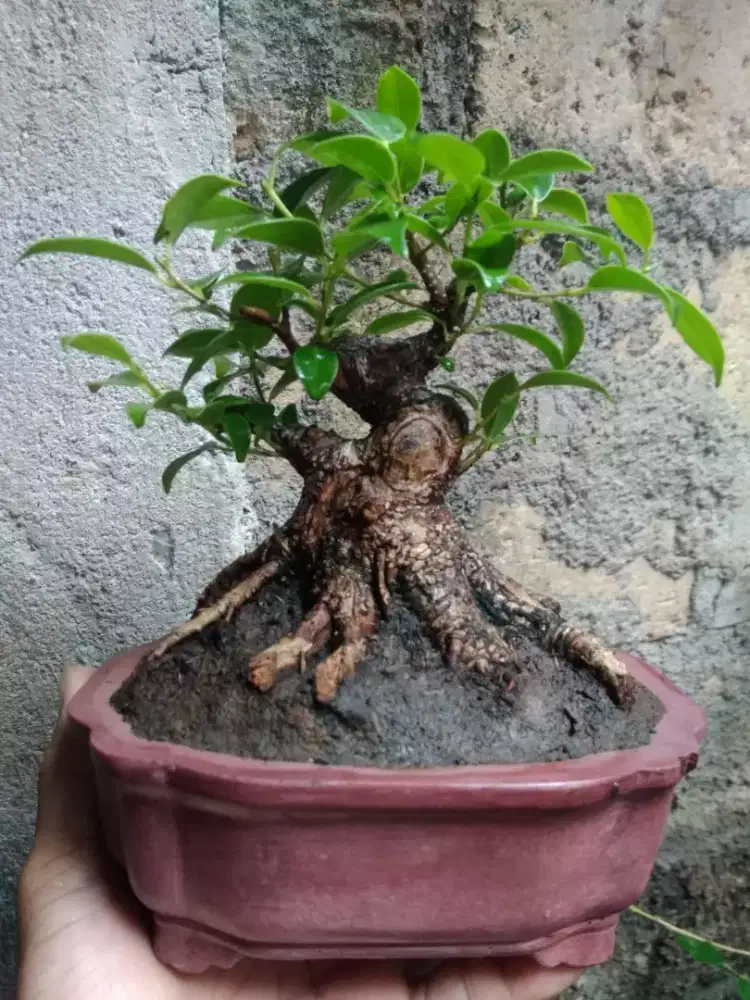 Bonsai Beringin Kimeng Bogel